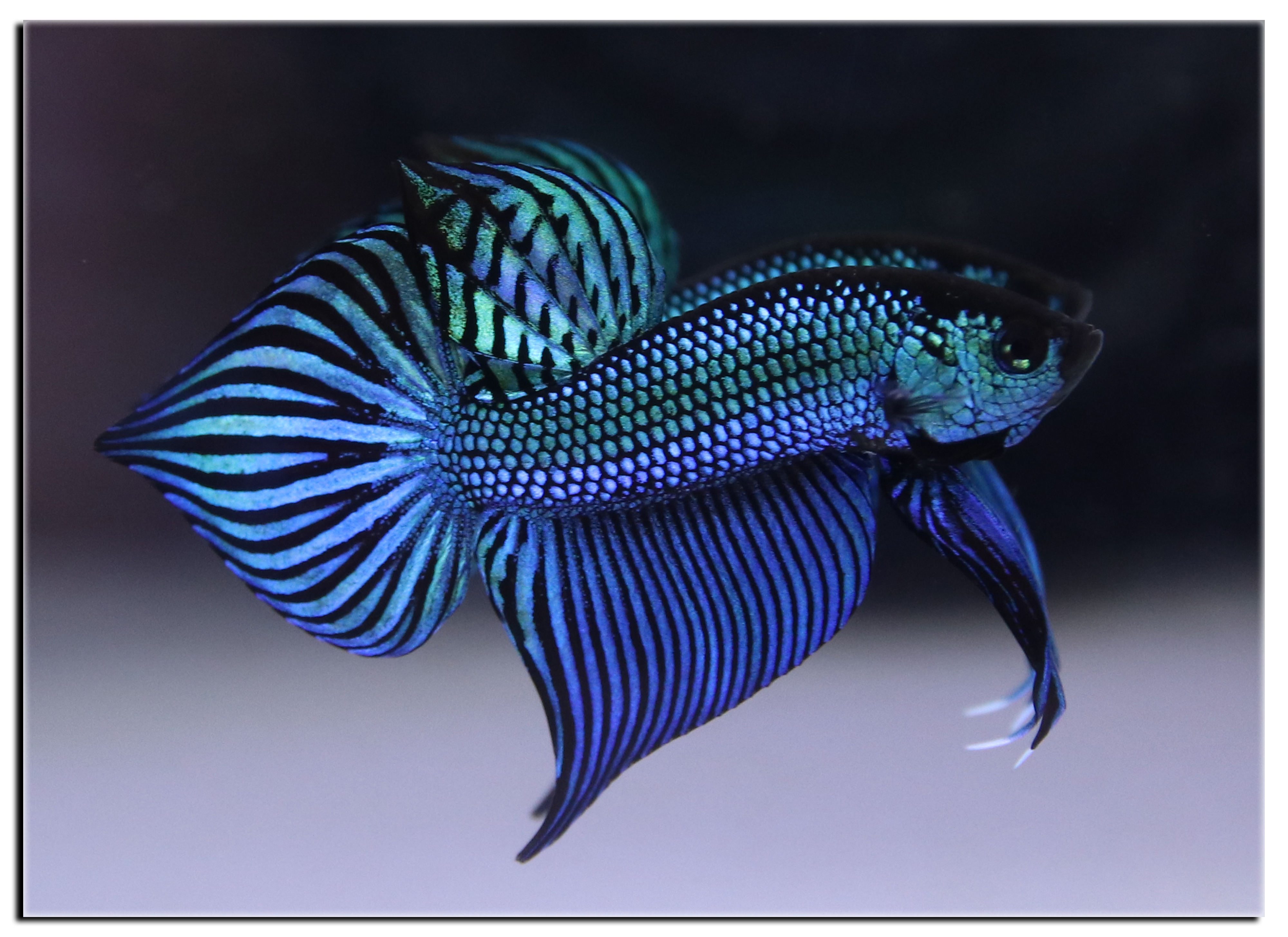 Mahachai Betta profile